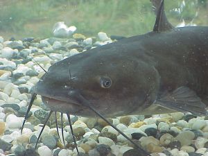 Catfish-300x225