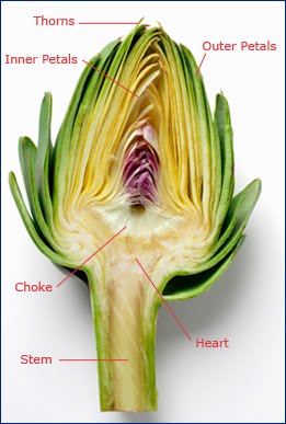 artichoke heart