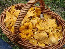 220px-Cantharellus_cibarius